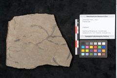 Foto (Objekt + Etikett) von Plantae indet.  (NHMW-GEO-2024-0188-11565)